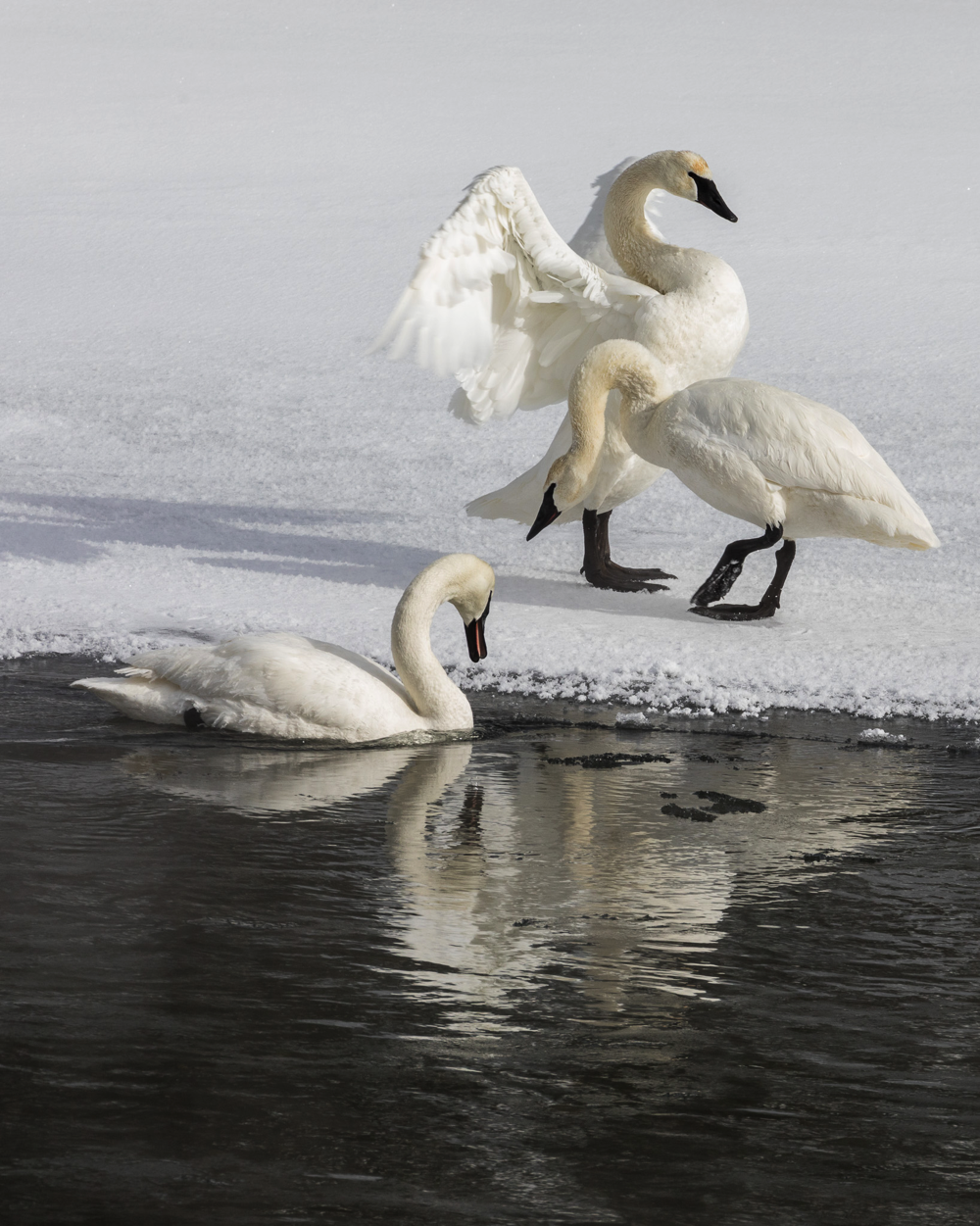 Trumpeter Swans on Yellowstone River