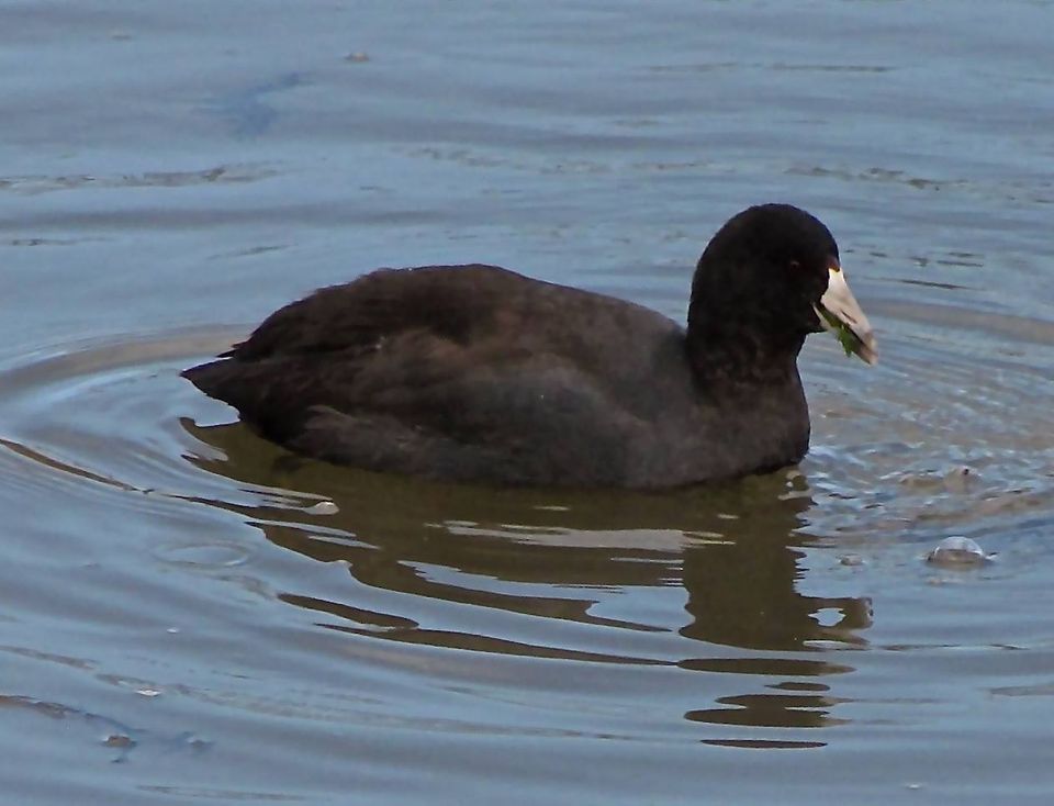 Old Coot