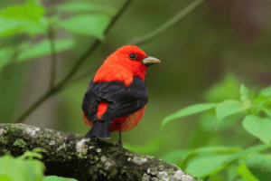 Scarlet Tanager