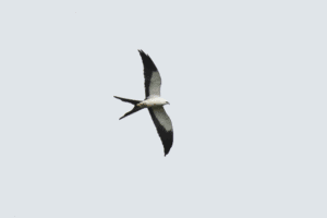 Swallow-Tailed Kite