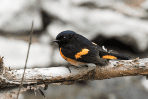 American Redstart