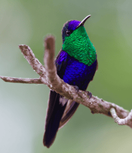 Crowned Woodnymph Hummingbird