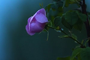 Moonlit Wild Rose