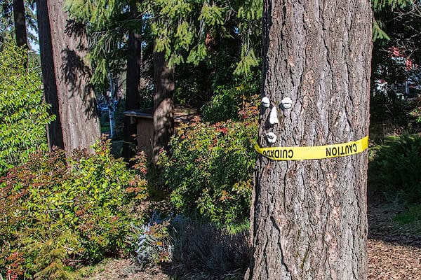 Fir Tree with caution tape
