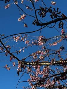 Pink flowers and blue sky