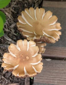 Mushrooms