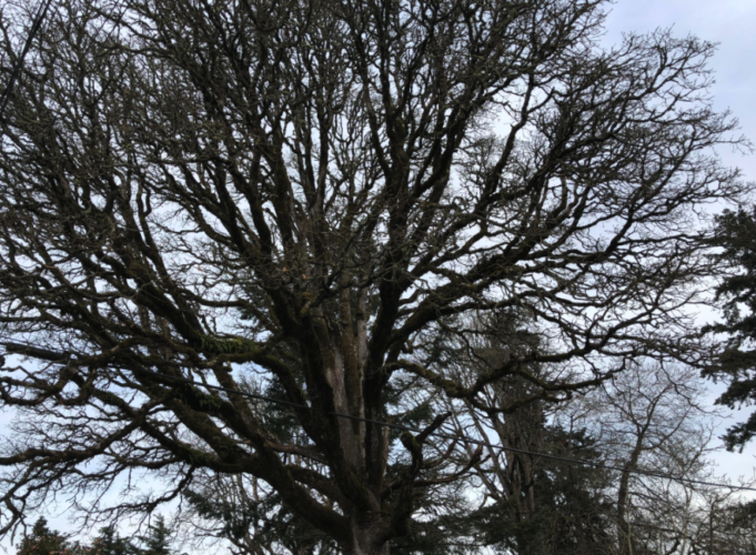 The Oak Trees of Oak Grove