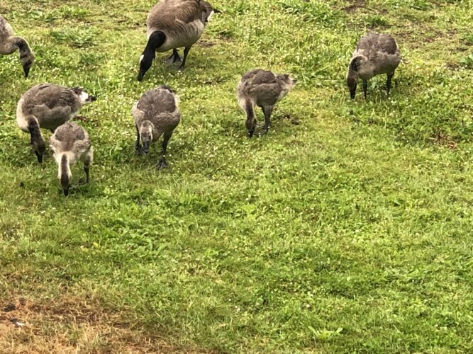 Goslings in Kellog Creek Park