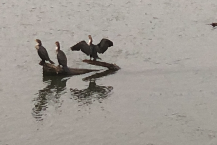 Water birds on the Willamette